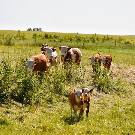 Fischer Maison d'hôtes Freiberg