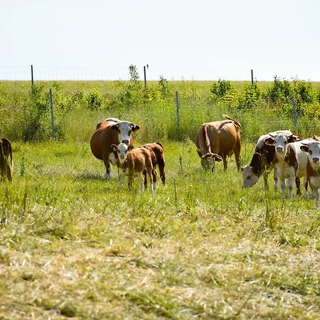 Maison d'hôtes Fischer Freiberg